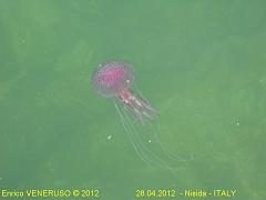 10 - Medusa - Jellyfish